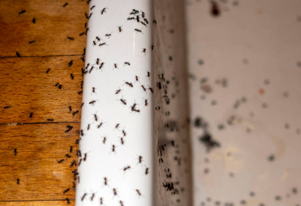 Reliable Wilsons Mills, NC Pest Control Solutions